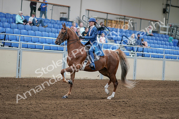 2020 - AB Morgan Horse - Sat, Sept 05 - 06182
