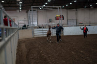 Class 068 - Morgan In Hand Mares Championship