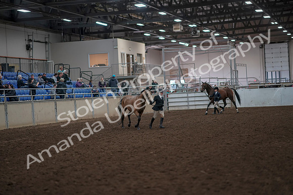 2019 Morgan Horse Show - Aug 31, 2019 - 01488