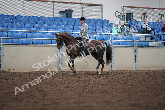 2019 Morgan Horse Show - Aug 30, 2019 - 18327