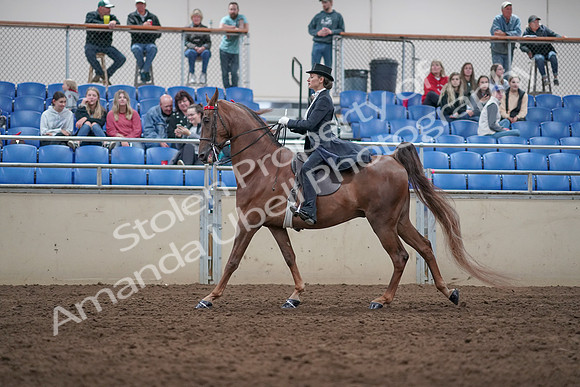2019 Morgan Horse Show - Aug 31, 2019 - 20578