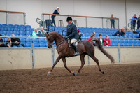 Class 022 - Arabian Hunter Pl - Limit Horse