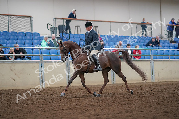 2019 Morgan Horse Show - Aug 30, 2019 - 17236