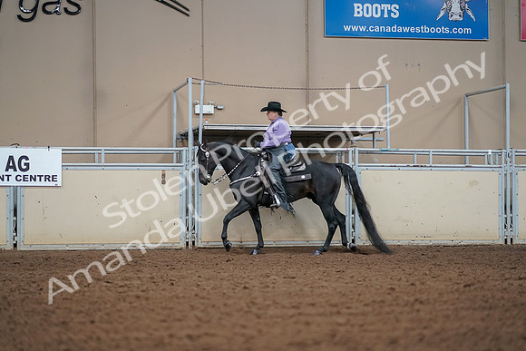 2019 Morgan Horse Show - Aug 30, 2019 - 16817