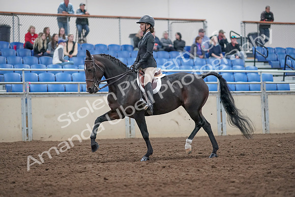 2019 Morgan Horse Show - Aug 31, 2019 - 20524