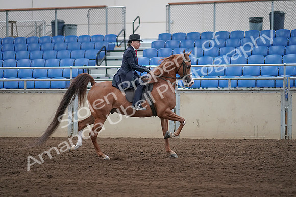 2019 Morgan Horse Show - Sept 01, 2019 - 11972