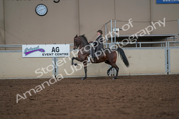 2019 Morgan Horse Show - Aug 30, 2019 - 27978