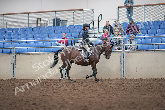 2019 Morgan Horse Show - Aug 31, 2019 - 19684