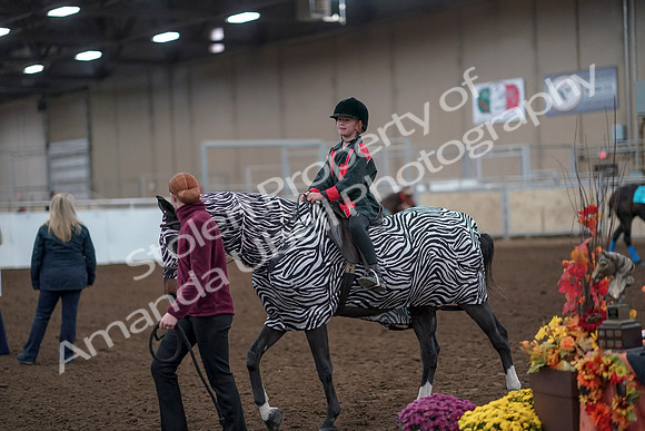 2019 Morgan Horse Show - Aug 31, 2019 - 10046