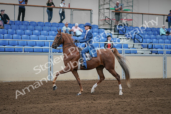 2020 - AB Morgan Horse - Sat, Sept 05 - 06196