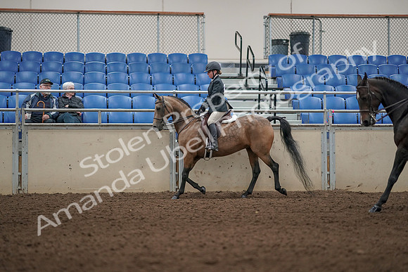 2019 Morgan Horse Show - Aug 31, 2019 - 04846