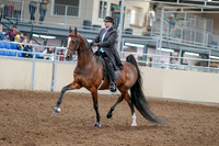 2020 - AB Morgan Horse - Sat, Sept 05 - 12907