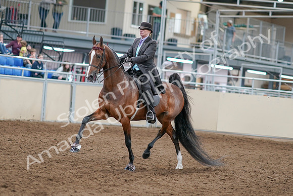 2020 - AB Morgan Horse - Sat, Sept 05 - 12907