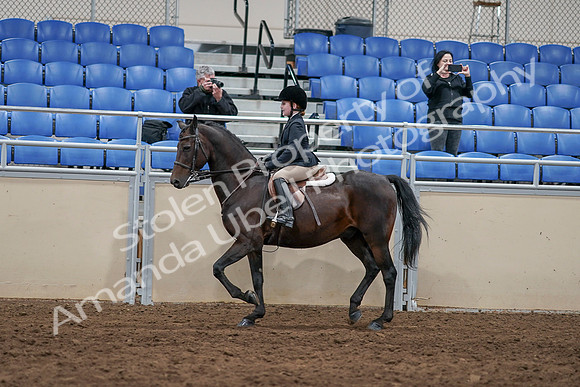 2020 - AB Morgan Horse - Sun, Sept 06 - 07826