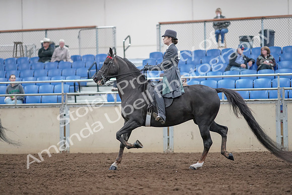 2019 Morgan Horse Show - Aug 31, 2019 - 09396