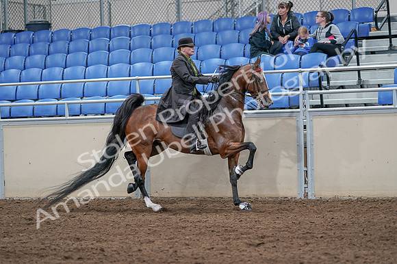 2020 - AB Morgan Horse - Fri, Sept 04 - 09812