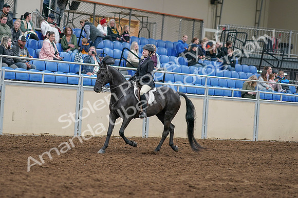 2020 - AB Morgan Horse - Sun, Sept 06 - 07761