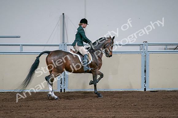 2020 - AB Morgan Horse - Fri, Sept 04 - 01771