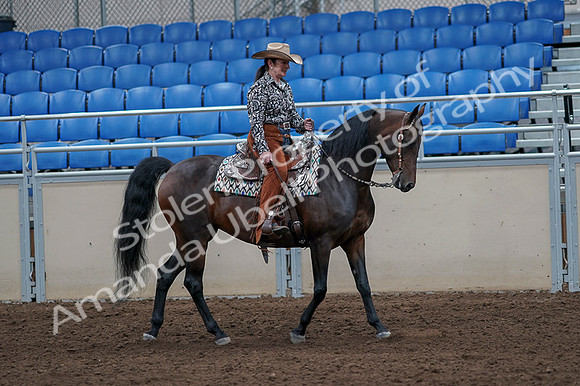 2020 - AB Morgan Horse - Fri, Sept 04 - 00106