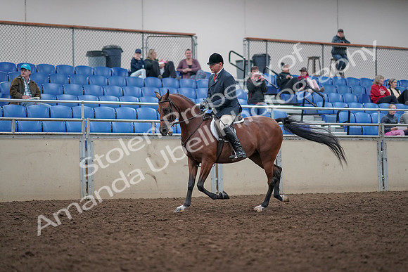 2019 Morgan Horse Show - Aug 31, 2019 - 14705