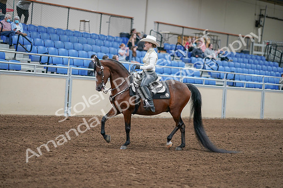 2020 - AB Morgan Horse - Fri, Sept 04 - 08264
