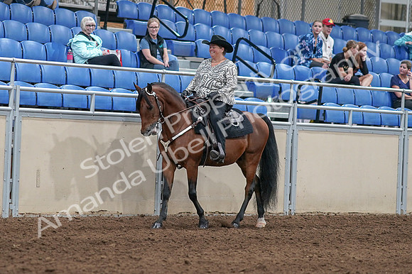2020 - AB Morgan Horse - Fri, Sept 04 - 05696