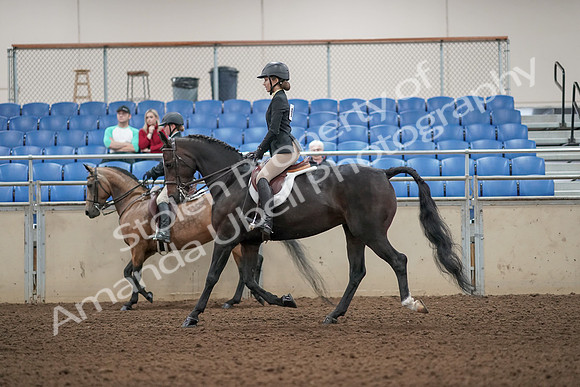 2019 Morgan Horse Show - Aug 31, 2019 - 04860