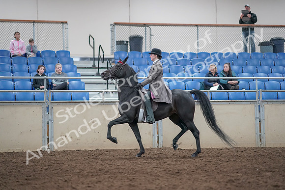 2019 Morgan Horse Show - Aug 31, 2019 - 09317