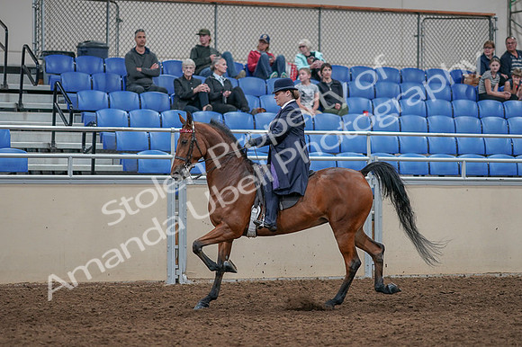 2020 - AB Morgan Horse - Fri, Sept 04 - 11229