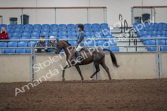 2019 Morgan Horse Show - Aug 31, 2019 - 05008
