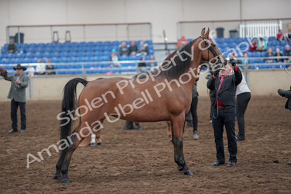 2019 Morgan Horse Show - Aug 31, 2019 - 03703