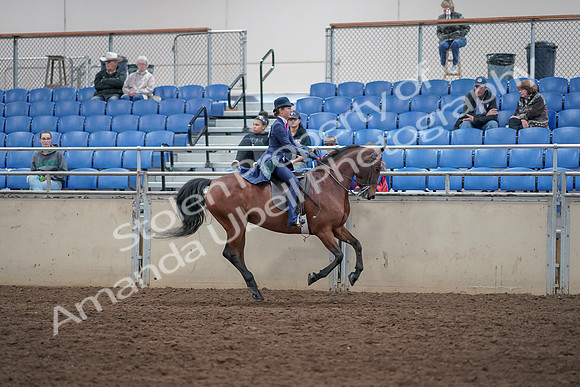 2019 Morgan Horse Show - Aug 31, 2019 - 09687