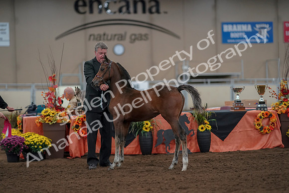 2019 Morgan Horse Show - Aug 30, 2019 - 24945