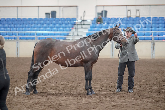 2019 Morgan Horse Show - Aug 31, 2019 - 03749