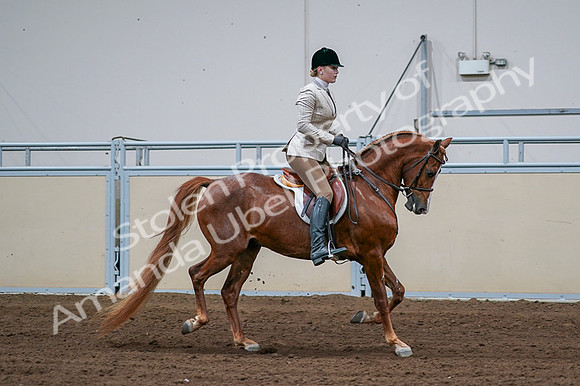 2020 - AB Morgan Horse - Fri, Sept 04 - 01720