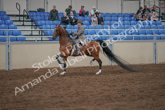 2020 - AB Morgan Horse - Fri, Sept 04 - 11377