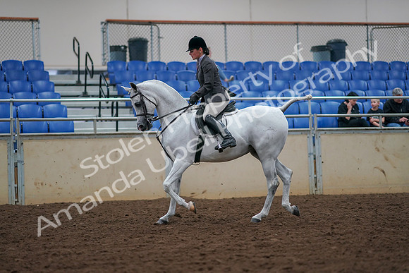 2019 Morgan Horse Show - Aug 30, 2019 - 17280