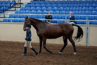 2020 - AB Morgan Horse - Fri, Sept 04 - 00997