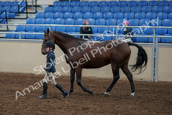 2020 - AB Morgan Horse - Fri, Sept 04 - 00997