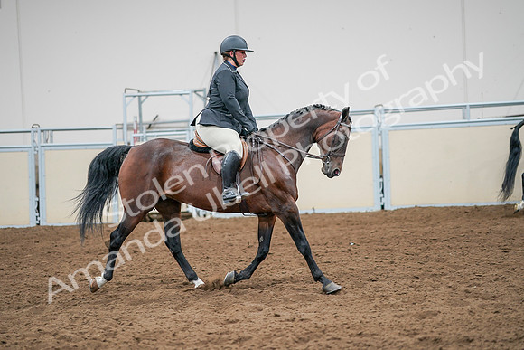 2020 - AB Morgan Horse - Sat, Sept 05 - 14559