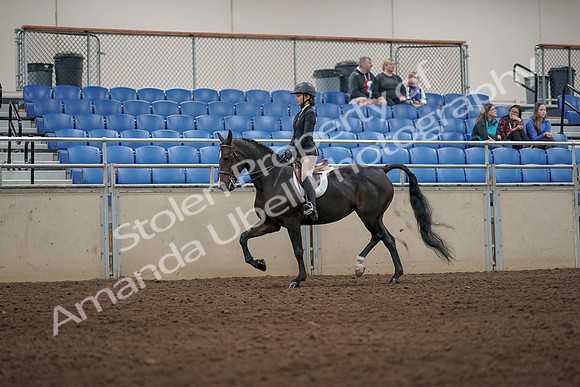 2019 Morgan Horse Show - Aug 31, 2019 - 04948