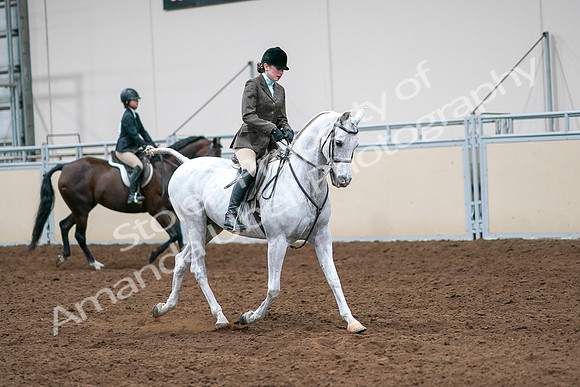 2020 - AB Morgan Horse - Sat, Sept 05 - 14526