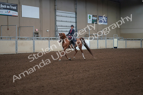 2019 Morgan Horse Show - Sept 01, 2019 - 12096