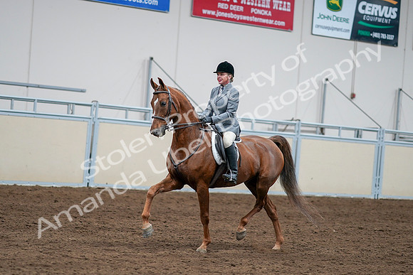 2020 - AB Morgan Horse - Sat, Sept 05 - 03274