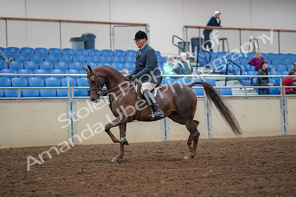 2019 Morgan Horse Show - Aug 30, 2019 - 17245