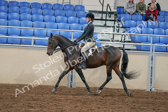 2020 - AB Morgan Horse - Sat, Sept 05 - 14383