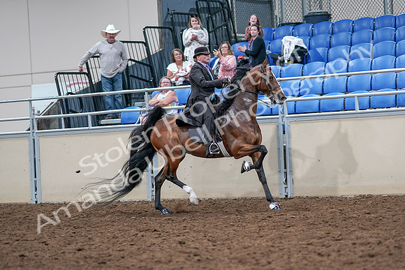 2020 - AB Morgan Horse - Sat, Sept 05 - 13214