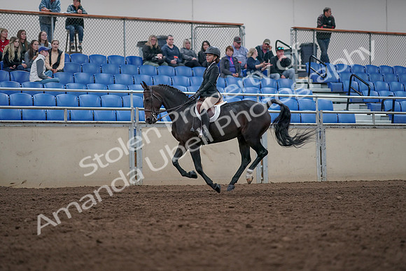 2019 Morgan Horse Show - Aug 31, 2019 - 20605