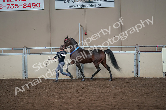 2019 Morgan Horse Show - Aug 31, 2019 - 01448