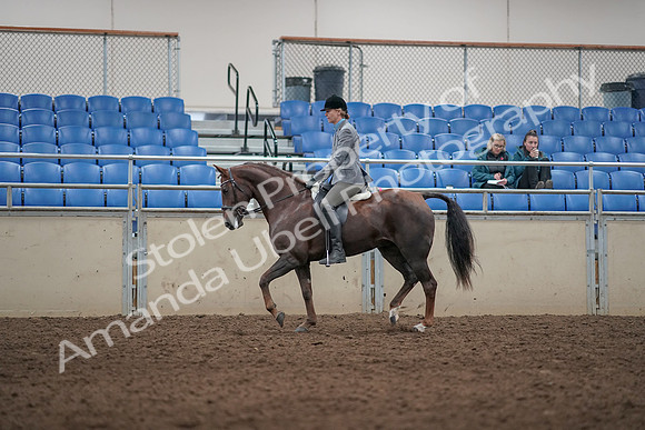 2019 Morgan Horse Show - Aug 31, 2019 - 07258